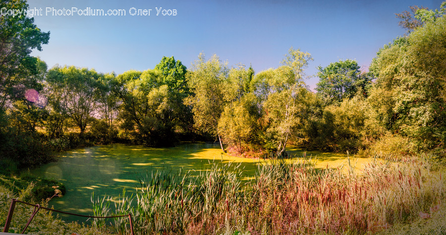 Nature, Outdoors, Plant, Grass, Water