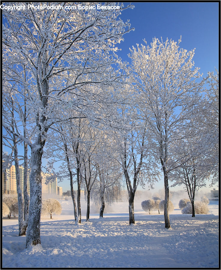 Birch, Tree, Wood, Landscape, Nature, Scenery, Plant