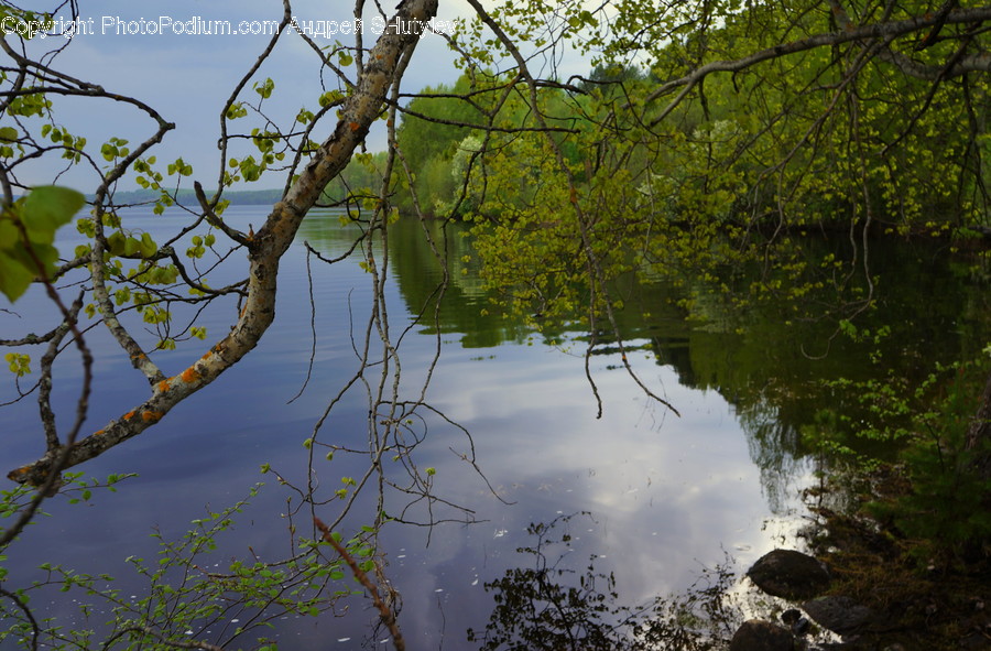 Outdoors, Land, Nature, Water, Plant