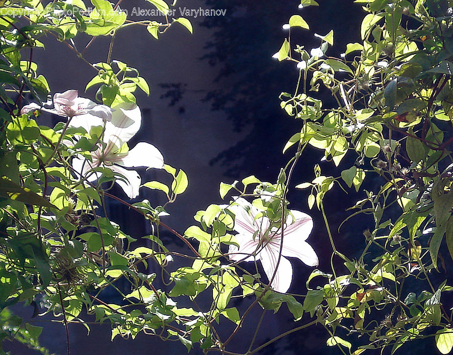 Plant, Leaf, Tree, Flower, Blossom
