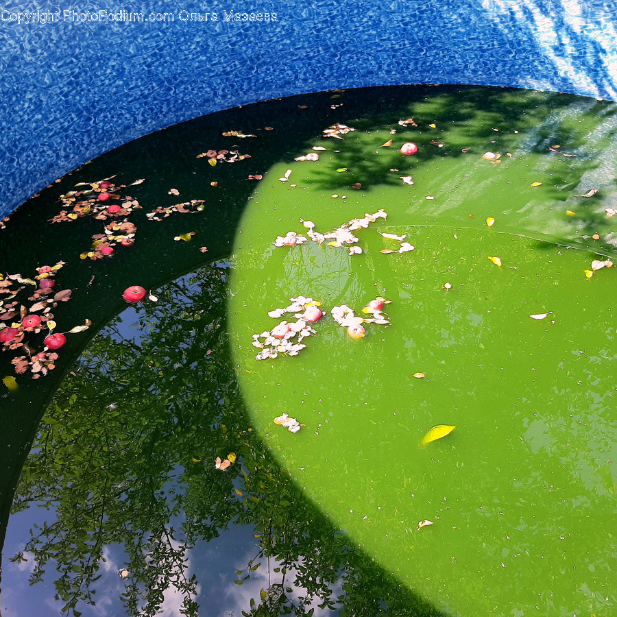 Plant, Outdoors, Water, Grass, Nature