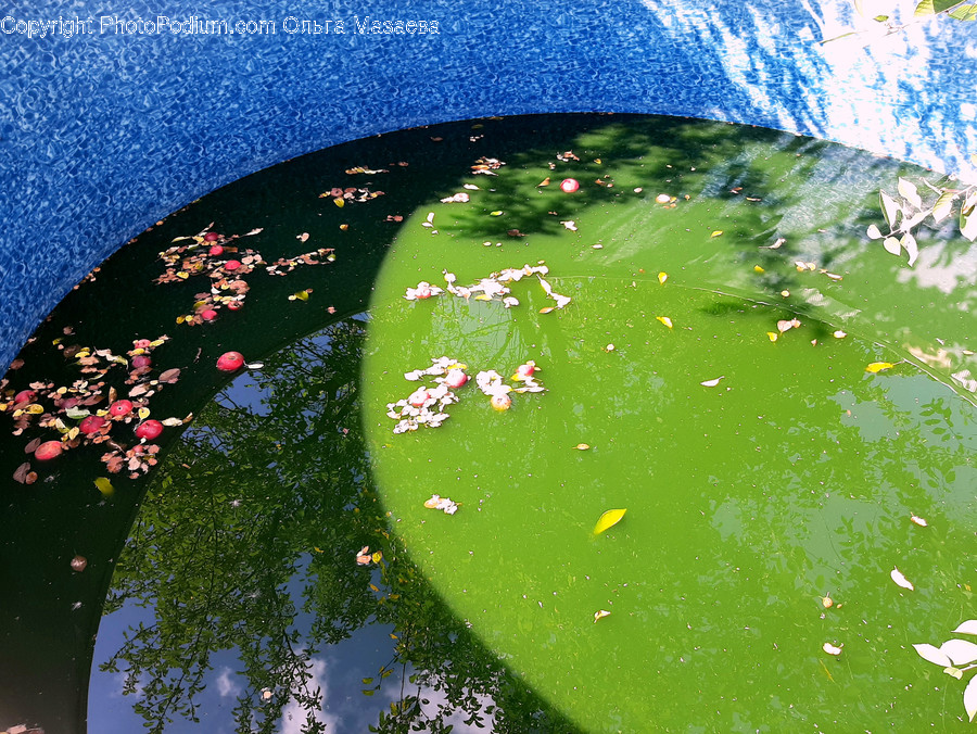 Plant, Outdoors, Leaf, Water, Sphere