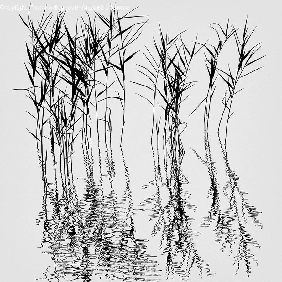 Plant, Grass, Lawn, Reed, Root