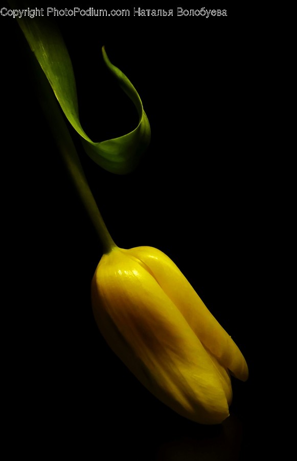 Plant, Spoon, Cutlery, Food, Vegetable