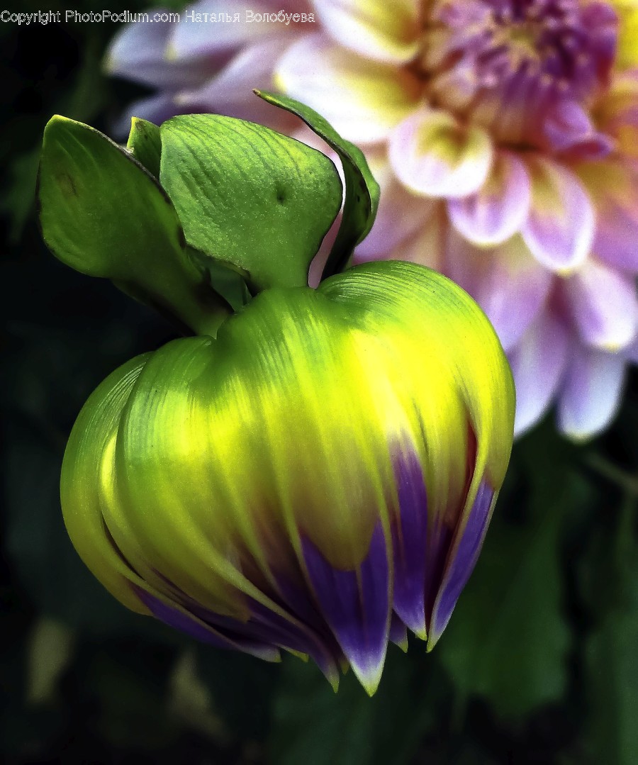 Plant, Blossom, Flower, Fruit, Food