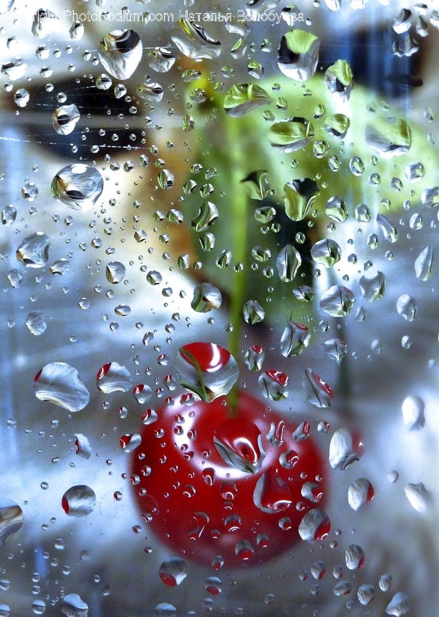 Droplet, Bubble, Rug, Plant