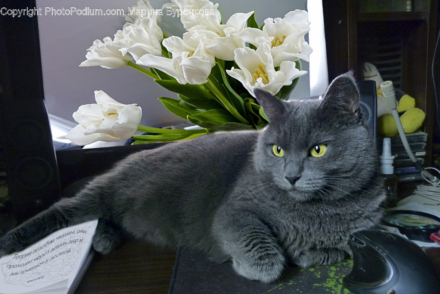Plant, Mammal, Animal, Cat, Pet