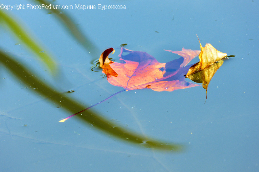 Leaf, Plant, Animal, Bird, Tree