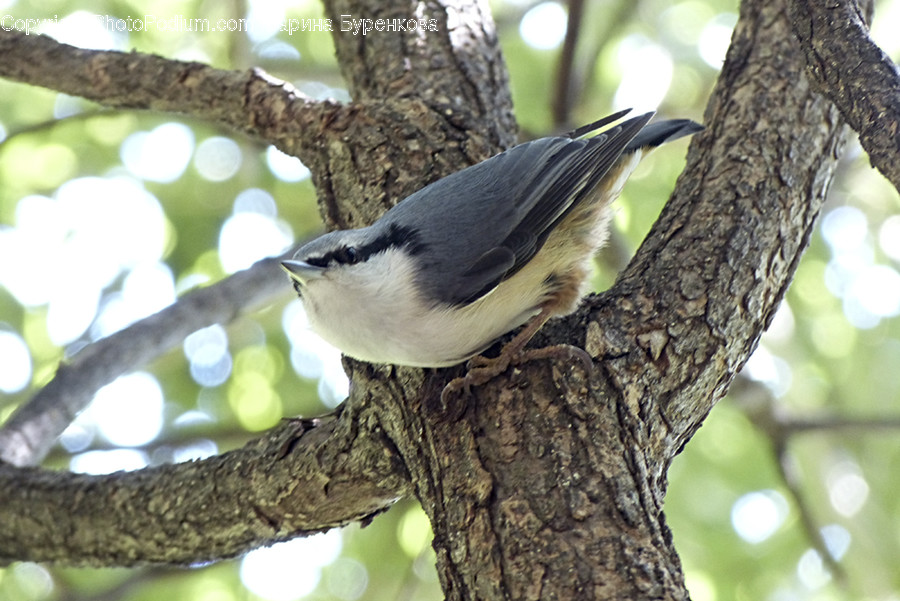 Animal, Bird, Jay, Tree, Plant