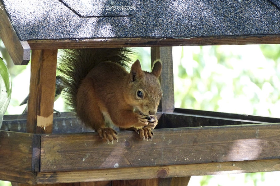 Animal, Mammal, Rodent, Squirrel, Wildlife