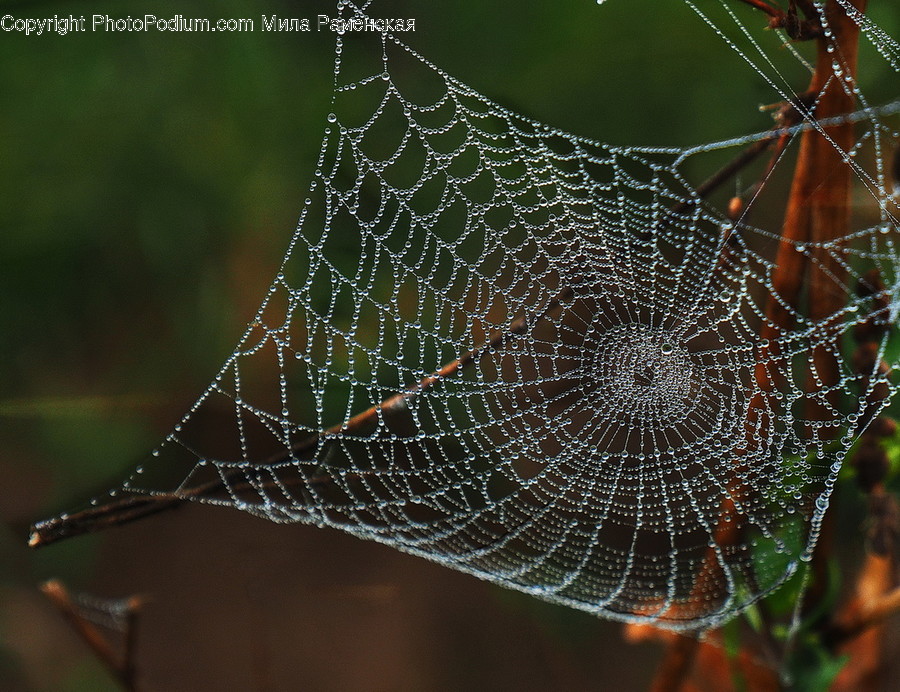 Spider Web