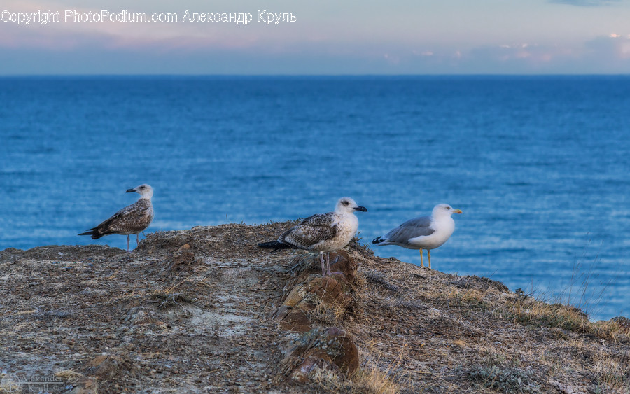 Bird, Animal, Seagull, Sea, Ocean