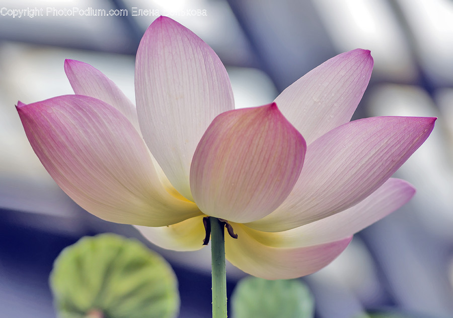 Plant, Flower, Blossom, Petal, Pond Lily