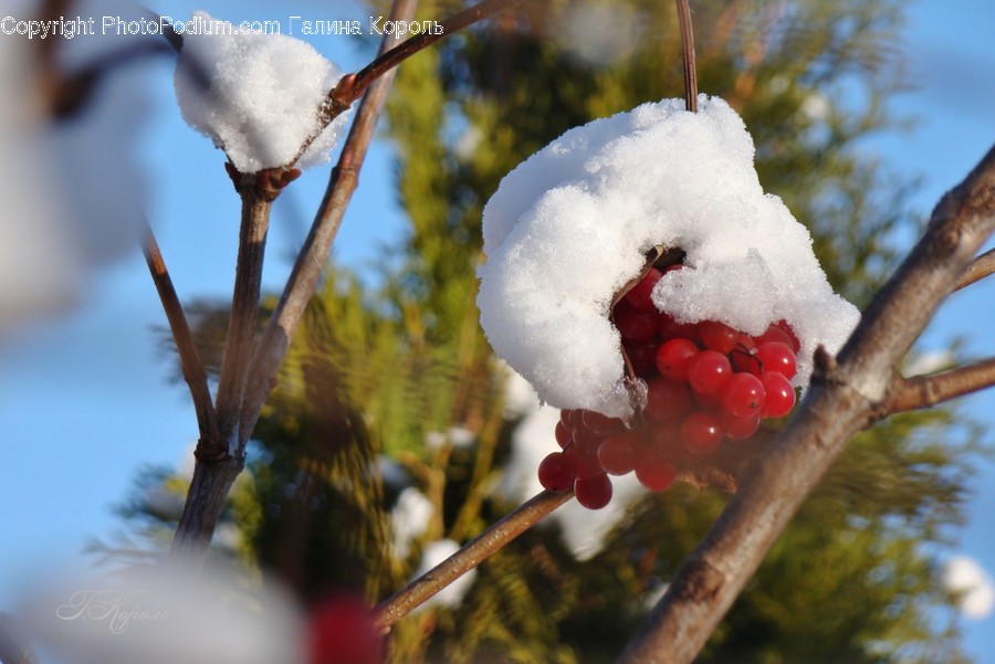 Plant, Nature, Outdoors, Ice, Food