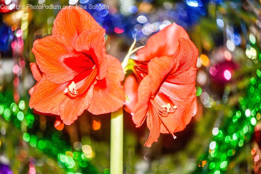Plant, Blossom, Flower, Geranium