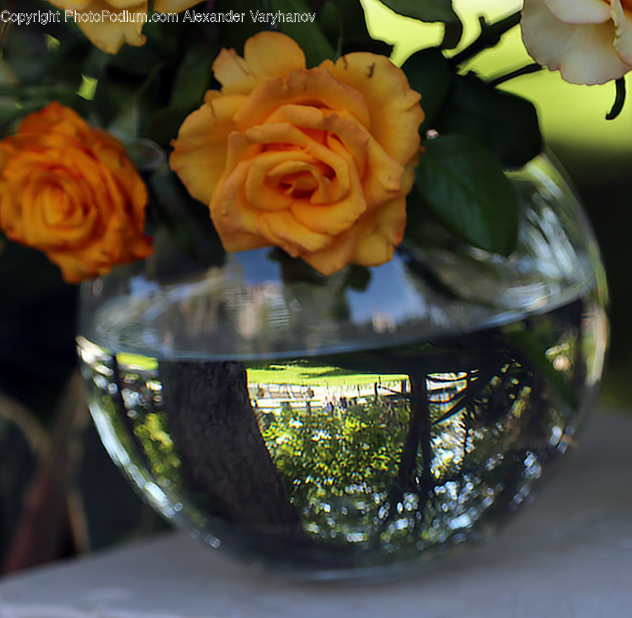 Plant, Blossom, Flower, Flower Bouquet, Flower Arrangement