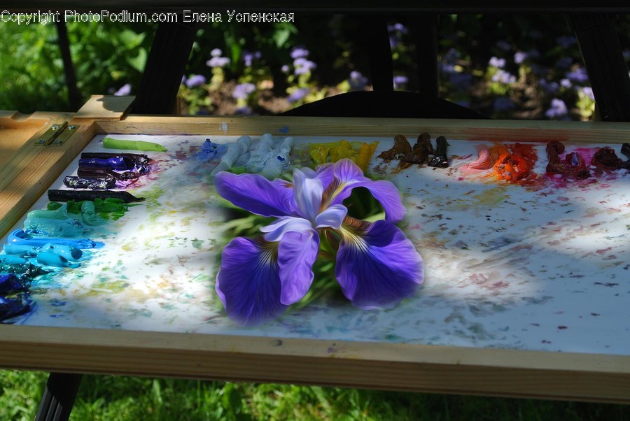 Plant, Flower, Blossom, Iris, Geranium