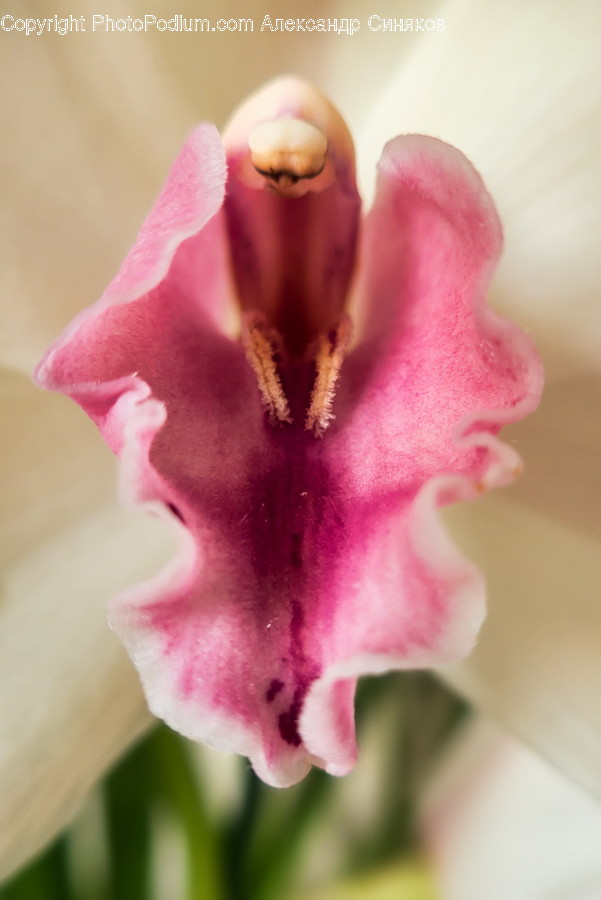 Plant, Flower, Blossom, Orchid, Petal