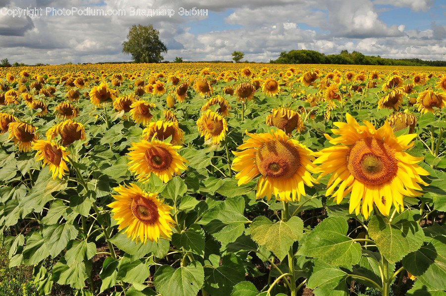 Plant, Blossom, Flower, Sunflower, Field