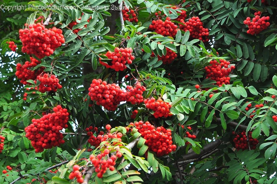Plant, Vegetation, Bush, Food, Fruit