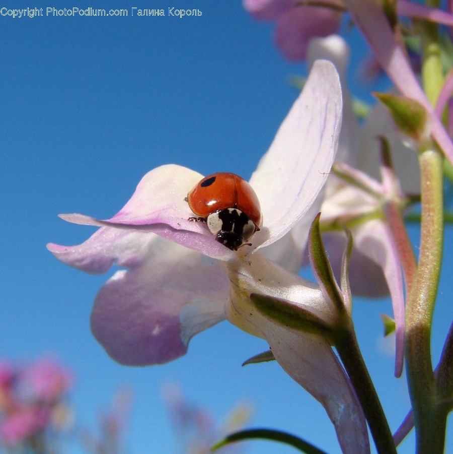 Plant, Blossom, Flower, Geranium, Pollen