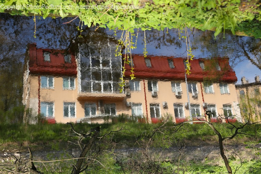 Plant, Tree, Tree Trunk, Roof, Outdoors