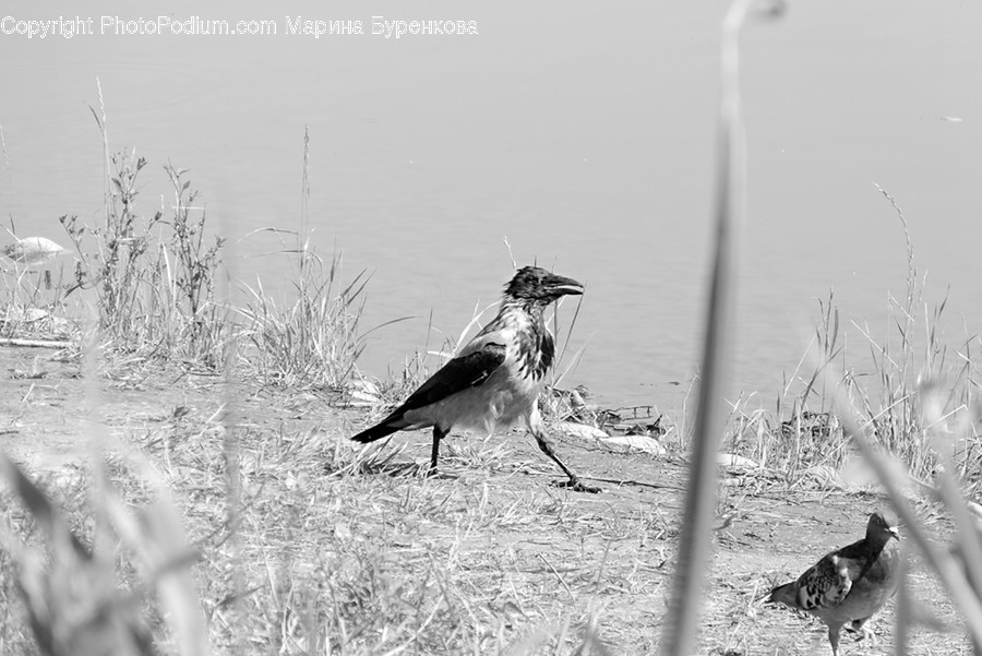 Animal, Bird, Grass, Plant, Ground