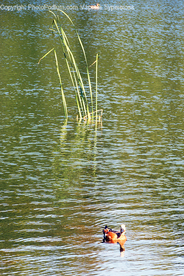 Water, Outdoors, Bird, Waterfowl, Animal