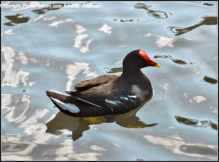 Bird, Duck, Teal, Waterfowl, Goose, Head, Portrait