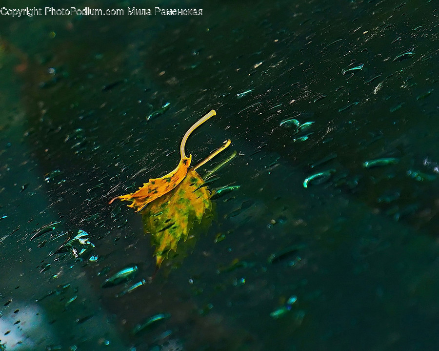 Leaf, Plant, Water, Aquatic, Insect