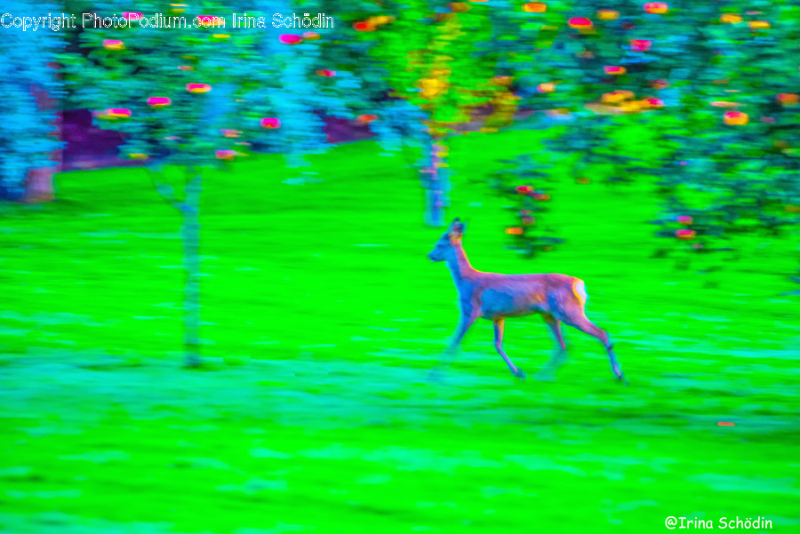 Wildlife, Animal, Deer, Mammal, Antelope