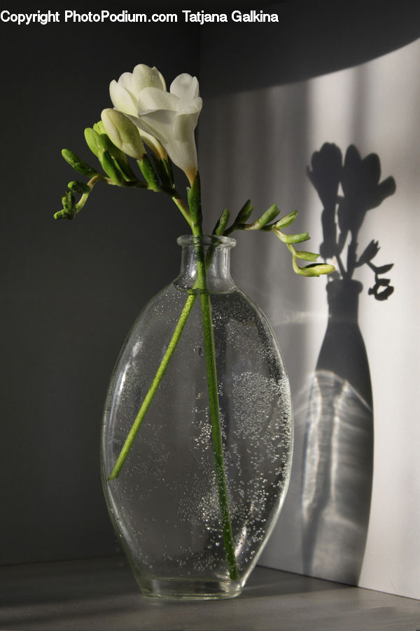 Flower Arrangement, Ikebana, Plant, Potted Plant, Vase, Glass, Goblet