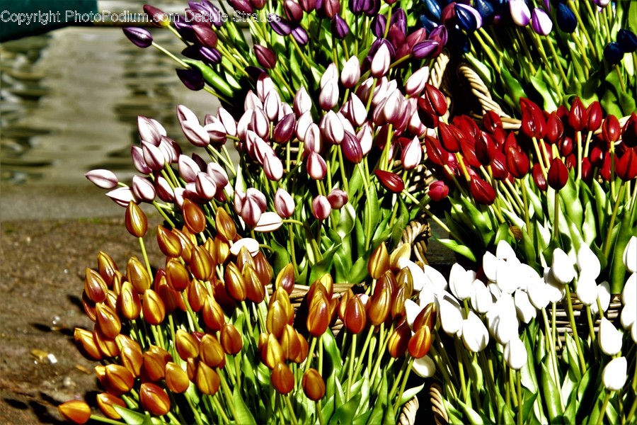 Plant, Blossom, Flower, Food, Fruit