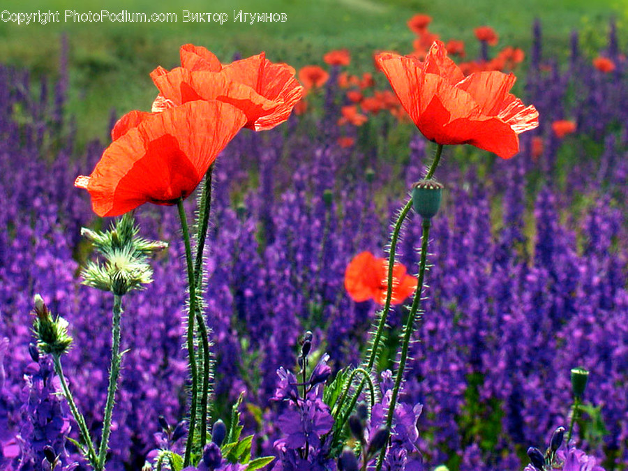 Plant, Flower, Blossom, Poppy, Iris
