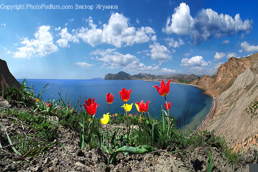 Plant, Blossom, Flower, Nature, Outdoors