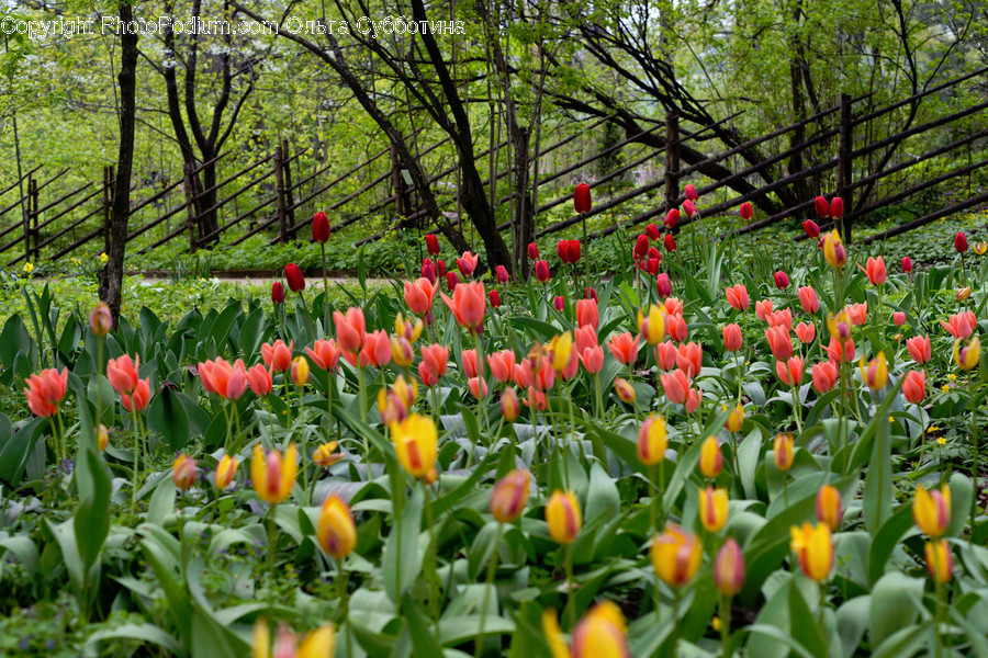 Plant, Flower, Blossom, Tulip, Vegetation