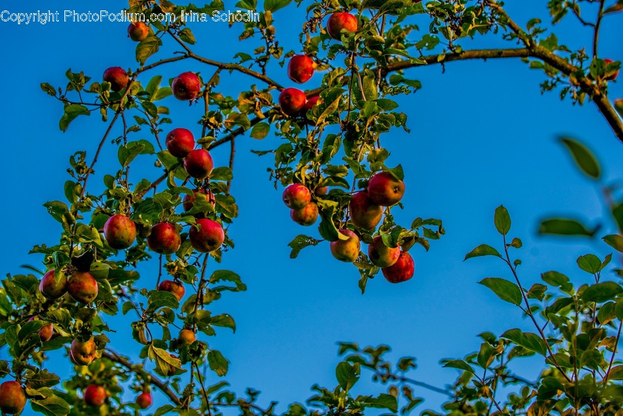 Plant, Food, Fruit, Produce, Apple