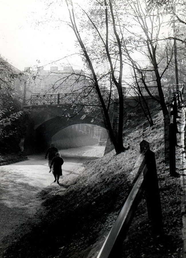 Park, Path, Trail, Banister, Handrail, Plant, Tree
