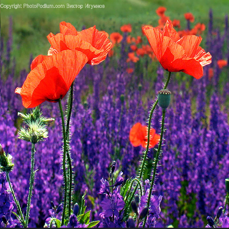 Plant, Blossom, Flower, Poppy, Iris