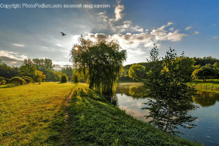 Outdoors, Tree, Plant, Water, Bird
