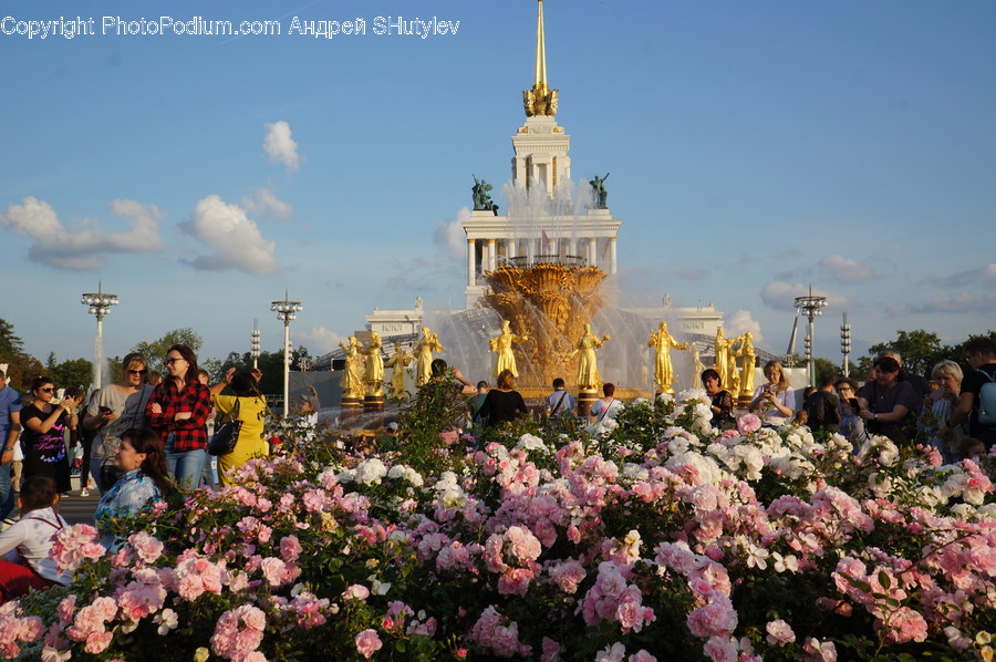 Plant, Person, Human, Blossom, Flower