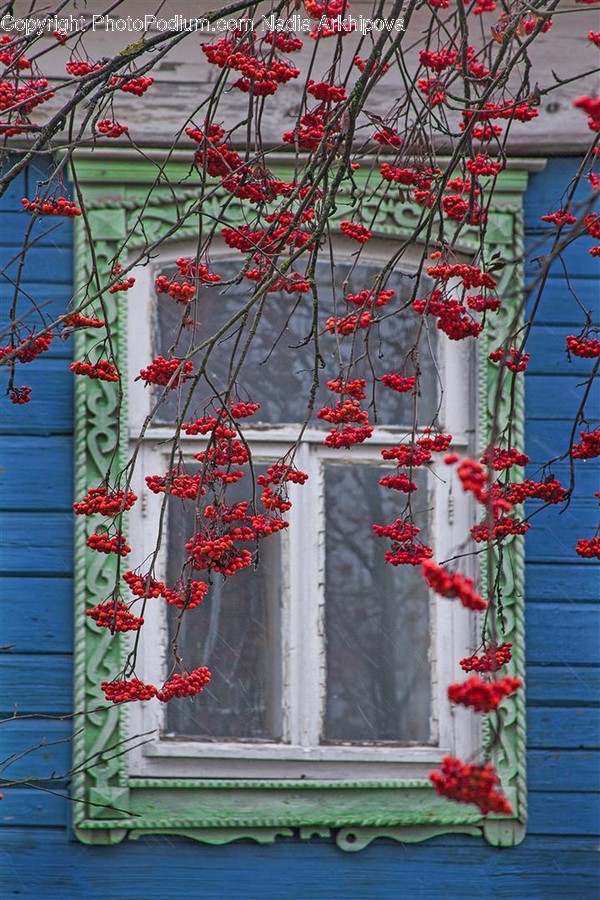 Plant, Leaf, Vine, Ivy, Tree
