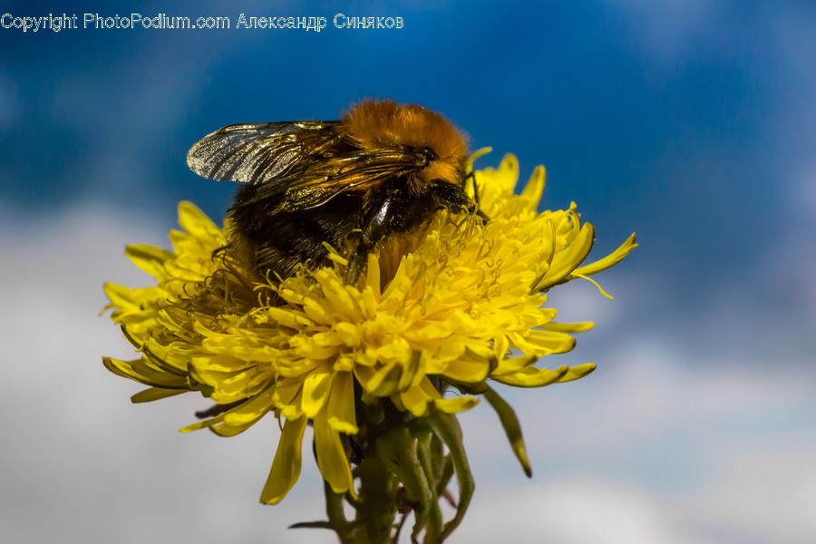 Invertebrate, Honey Bee, Insect, Bee, Animal
