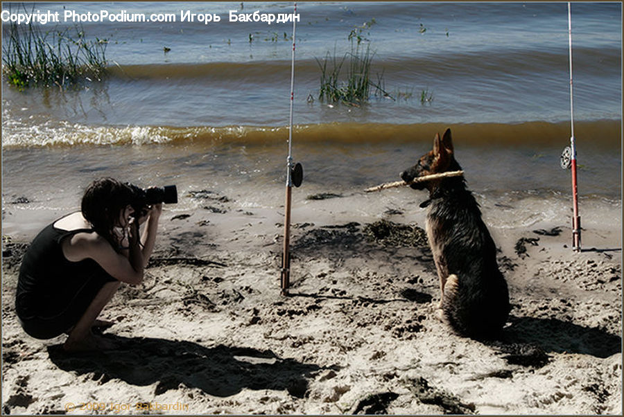 Animal, Canine, Dog, German Shepherd, Mammal, Pet, Person