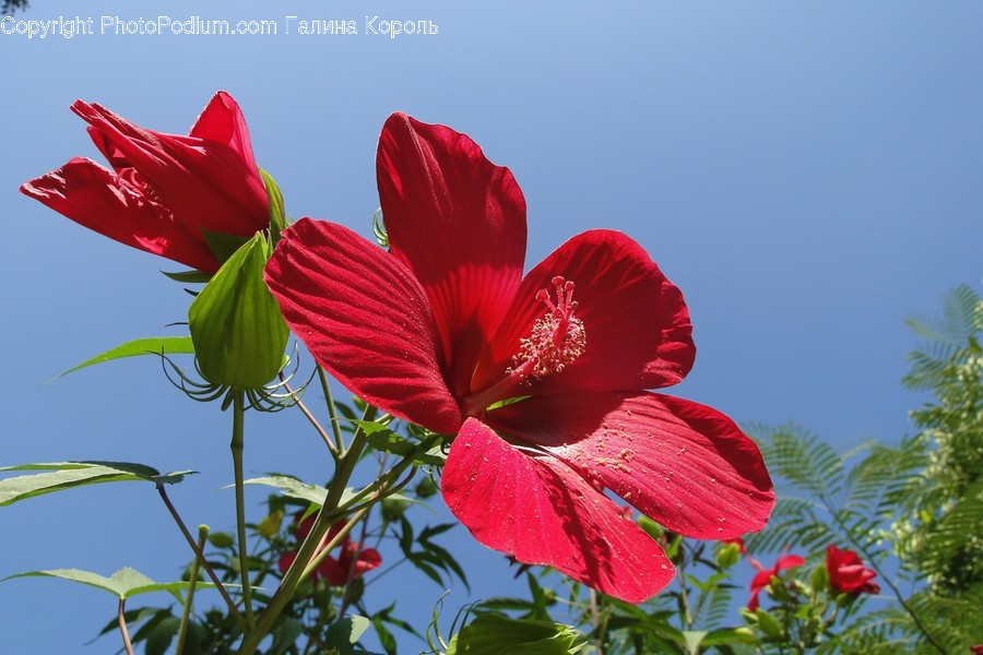 Plant, Blossom, Flower, Geranium, Petal