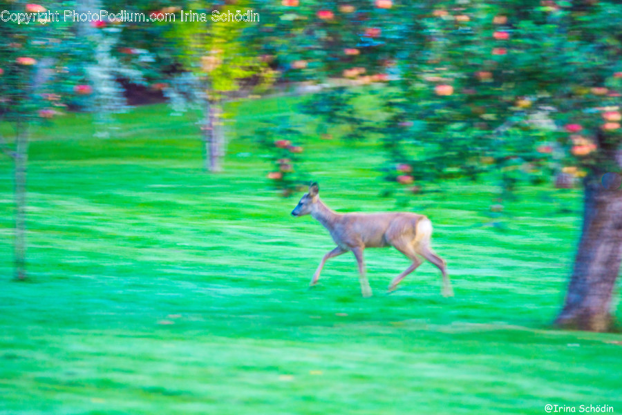 Wildlife, Mammal, Deer, Animal, Pet