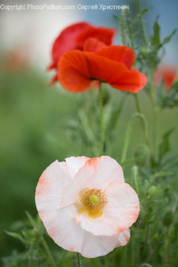 Plant, Flower, Blossom, Geranium, Poppy