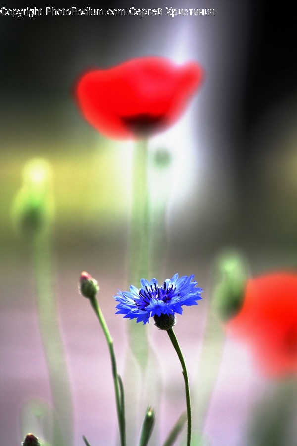 Plant, Blossom, Flower, Geranium, Daisies