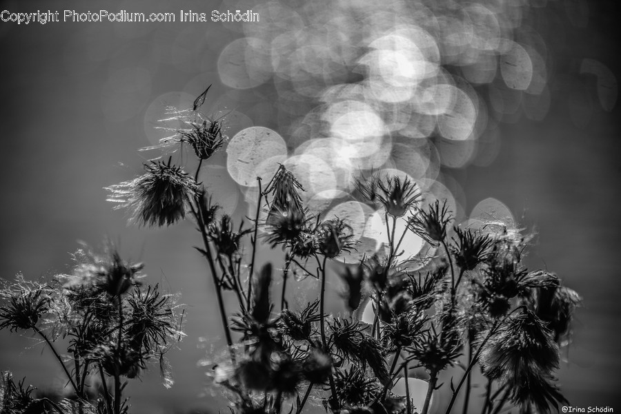 Plant, Flower, Dandelion, Blossom