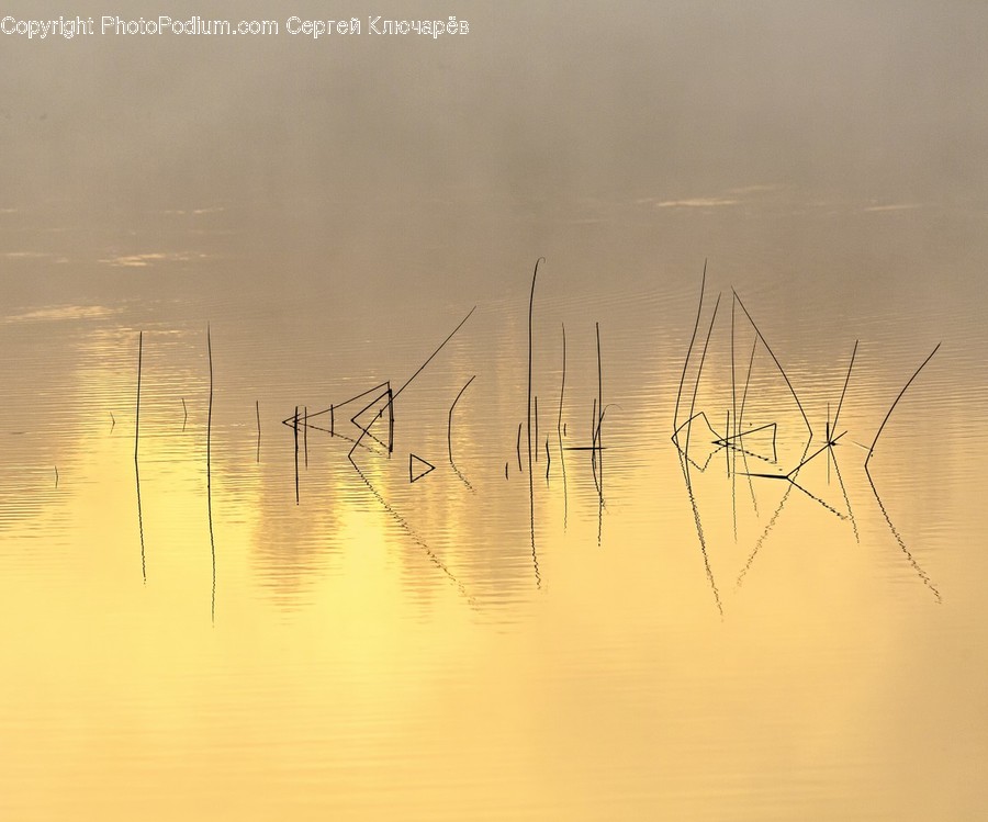 Nature, Plant, Grass, Outdoors, Fog